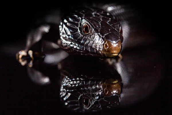 Lagarto de lengua azul negro en un entorno de espejo brillante oscuro — Foto de Stock