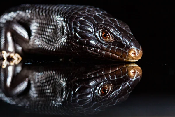 Black blue tongued lizard in dark shiny mirror environement