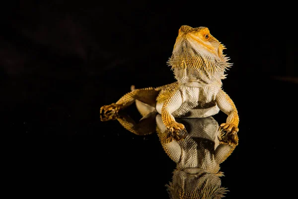 Agama reptil dragón barbudo sobre fondo negro — Foto de Stock