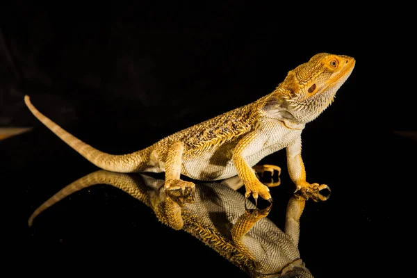 Агама бородатая драконья рептилия на черном фоне — стоковое фото