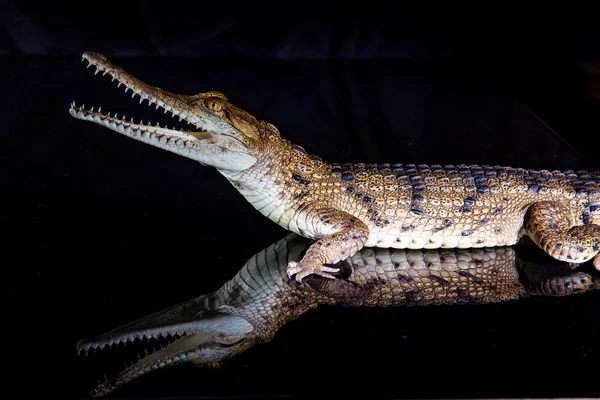 Crocodile d'eau douce - animal indigène dans le nord de l'Australie, stu — Photo