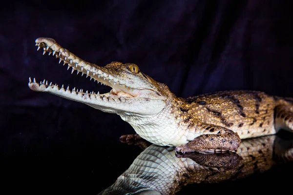 Coccodrillo d'acqua dolce - animale nativo nel nord dell'Australia, stu — Foto Stock