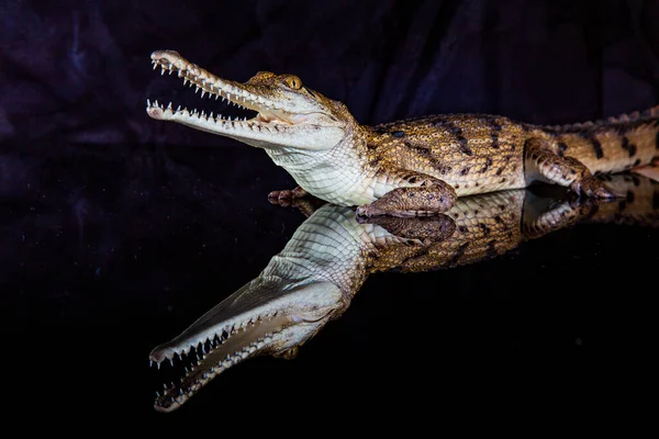 Crocodile d'eau douce - animal indigène dans le nord de l'Australie, stu — Photo