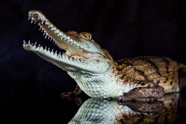 Crocodilo de água doce - animal nativo no norte da Austrália, stu — Fotografia de Stock