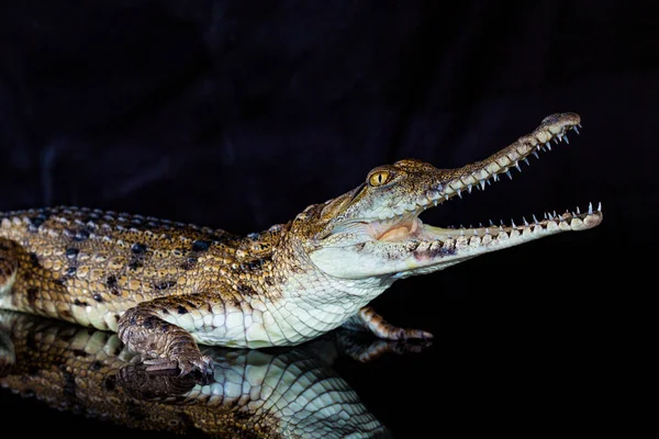 Krokodýl - domácí zvíře v severní Austrálii, stu — Stock fotografie