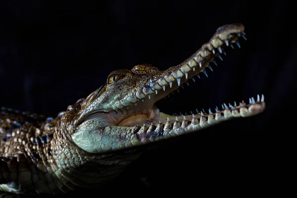 Свежий водный крокодил - местное животное в северной Австралии, Стю — стоковое фото