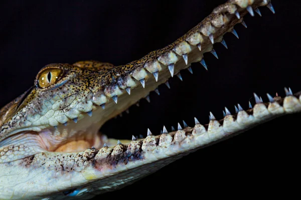 Crocodilo de água doce - animal nativo no norte da Austrália, stu — Fotografia de Stock