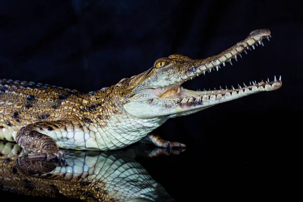 Crocodilo de água doce - animal nativo no norte da Austrália, stu — Fotografia de Stock