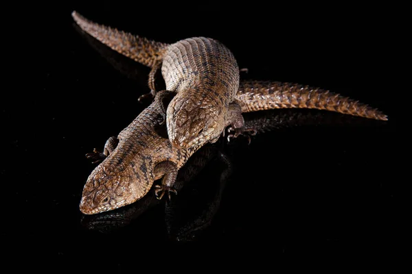 Pareja de pieles Cunningham - Egernia cunninghami - especie skink , —  Fotos de Stock