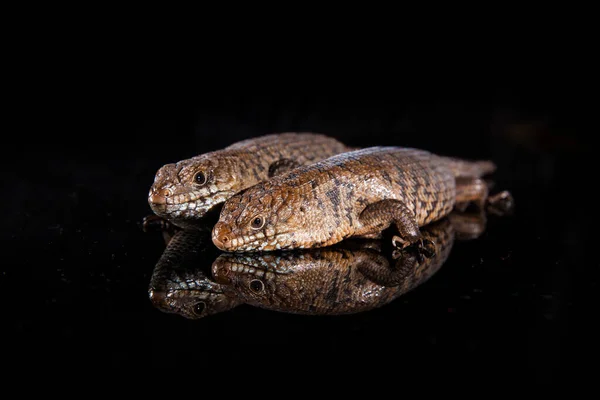 Pair of Cunningham skinks - Egernia cunninghami - skink species, — Stock Photo, Image