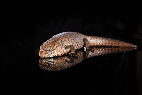 Cunningham skinks pár - Egernia cunninghami - skink fajok, — Stock Fotó