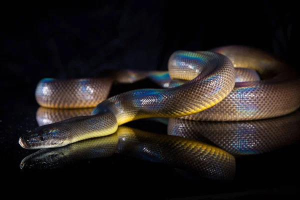 Serpente arcobaleno singolo Pitone d'acqua - Liasis fuscus - isolato o — Foto Stock