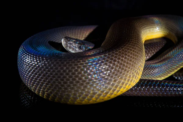单彩虹蛇水蟒蛇-联络毒蛇-孤立的 — 图库照片