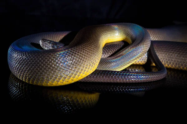 Einzelne Regenbogenschlange Wasserpython - liasis fuscus - isoliert o — Stockfoto