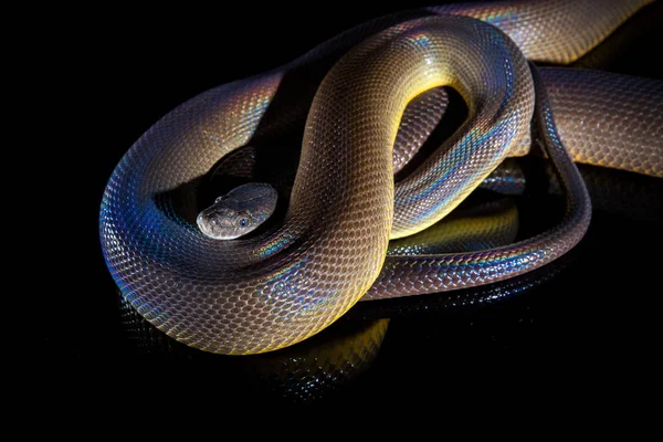 Einzelne Regenbogenschlange Wasserpython - liasis fuscus - isoliert o — Stockfoto