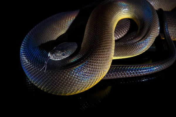 Single Rainbow Serpent Water Python - Liasis fuscus - isolated o — Stock Photo, Image