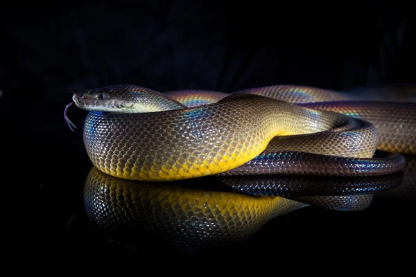 Einzelne Regenbogenschlange Wasserpython - liasis fuscus - isoliert o — Stockfoto