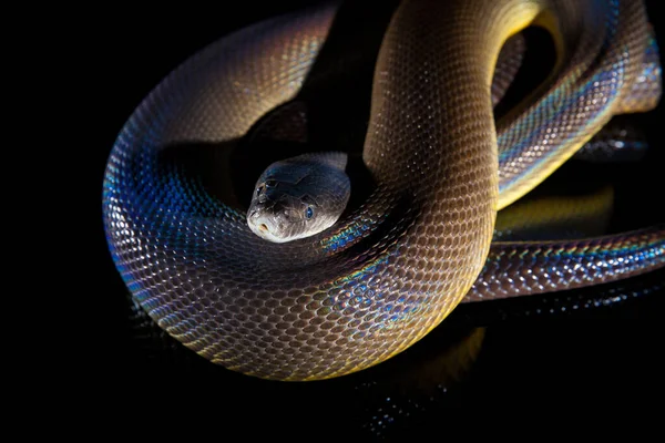 Pojedynczy tęczowy wąż wody Python - Liasis fuscus - izolowane o — Zdjęcie stockowe