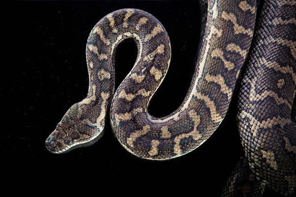 Königspython oder Kugelpython (Python regius)) — Stockfoto