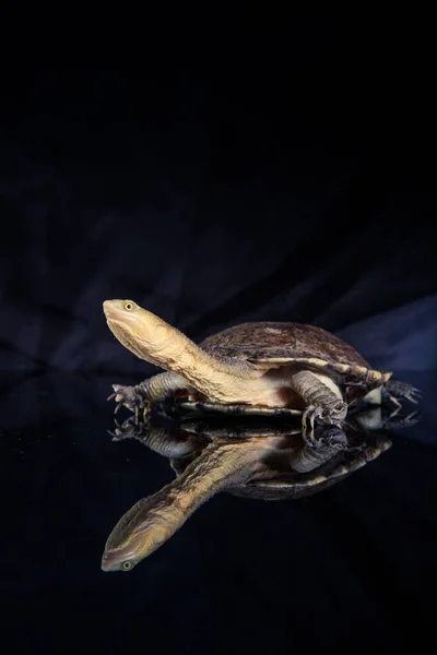 Australian eastern long-necked turtle in heavy rain on black mir — Stock Photo, Image