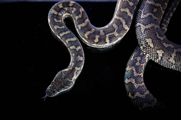 皇家Python，或ball Python（Python regius）) — 图库照片