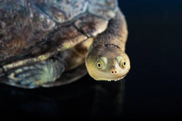 Tortuga australiana de cuello largo oriental bajo fuerte lluvia sobre mir negro —  Fotos de Stock