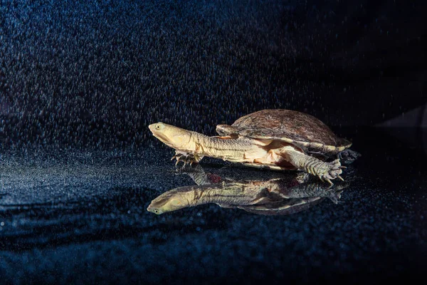 Tortuga australiana de cuello largo oriental bajo fuerte lluvia sobre mir negro —  Fotos de Stock