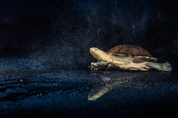 Tortuga australiana de cuello largo oriental bajo fuerte lluvia sobre mir negro —  Fotos de Stock