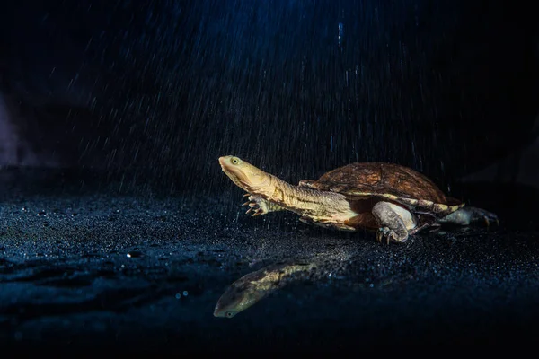 Tortuga australiana de cuello largo oriental bajo fuerte lluvia sobre mir negro —  Fotos de Stock