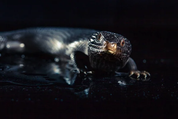 Black blue tongued lizard in wet dark shiny environement — ストック写真