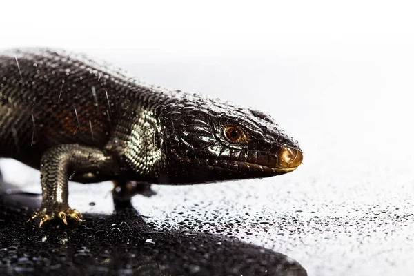 Lézard à gorge bleue noire dans un environnement humide sombre et brillant — Photo