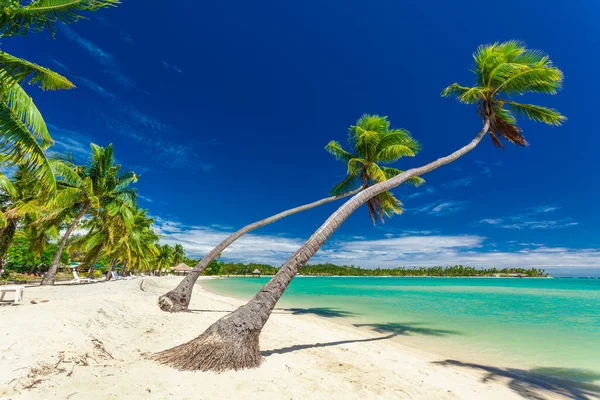 Palmy Bílé Písečné Pláži Plantation Island Fidži Jižním Pacifiku — Stock fotografie