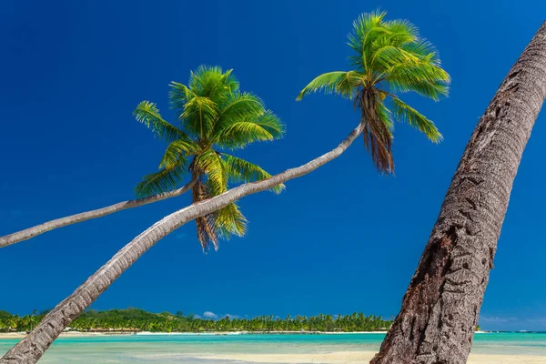 Palmbomen Een Wit Zandstrand Bij Plantation Island Fiji South Pacific — Stockfoto