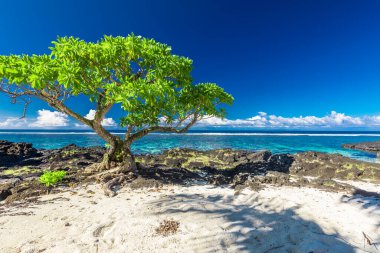 Tropical beach on south side of Samoa Island with coconut palm trees. clipart