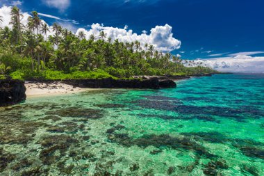 Tropical beach on south side of Samoa Island with coconut palm trees. clipart