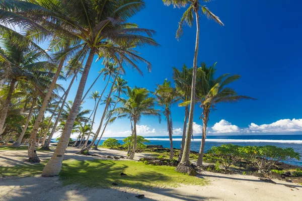 Tropisch Strand Aan Zuidkant Van Samoa Eiland Met Kokospalmen — Stockfoto