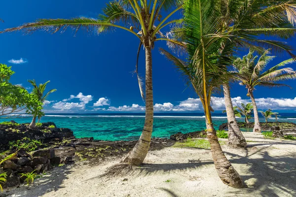 萨摩亚岛南部的热带海滩 有椰子树 — 图库照片