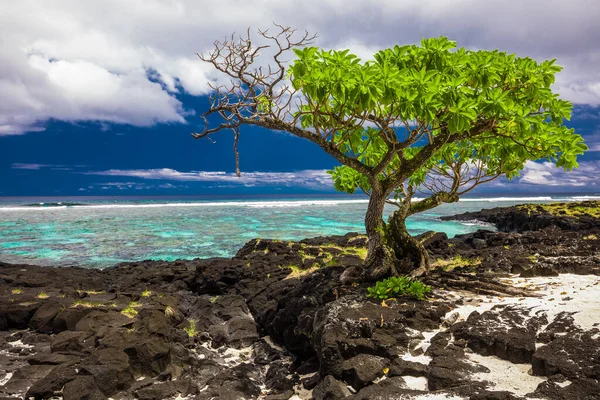 Tropisk Strand Södra Sidan Samoa Island Med Kokospalmer — Stockfoto