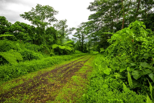 Road Deep Tropical Dense Vibrant Lush Forest — Stock Photo, Image