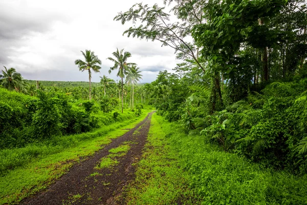 Road Deep Tropical Dense Vibrant Lush Forest — Stock Photo, Image
