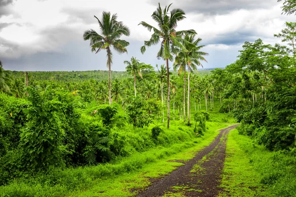 Road Deep Tropical Dense Vibrant Lush Forest — Stock Photo, Image