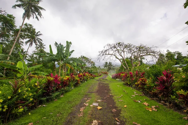 Forest Road Upolu Samoa Island — Stock Photo, Image