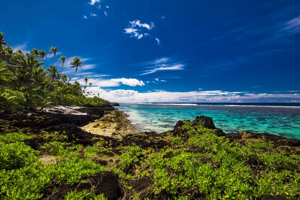 Trópusi Strand Samoa Sziget Déli Oldalán Kókuszpálmafákkal — Stock Fotó