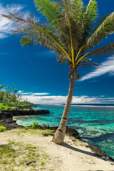 Tropischer Strand Auf Der Südseite Der Insel Samoa Mit Kokospalmen — Stockfoto