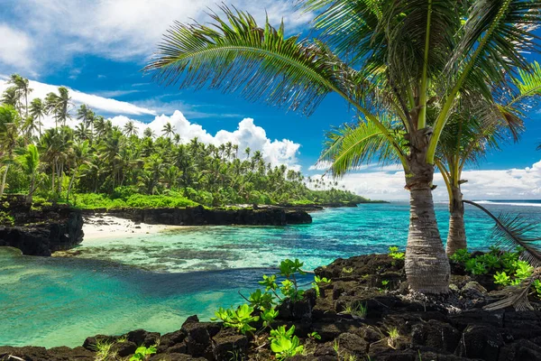 Trópusi Strand Samoa Sziget Déli Oldalán Kókuszpálmafákkal — Stock Fotó