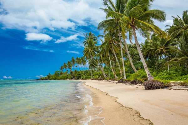 Trópusi Strand Samoa Sziget Déli Oldalán Kókuszpálmafákkal — Stock Fotó