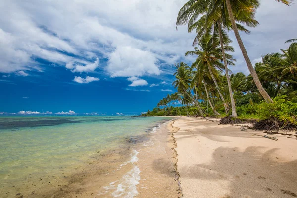 Trópusi Strand Samoa Sziget Déli Oldalán Kókuszpálmafákkal — Stock Fotó