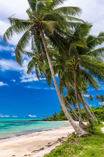 Τροπική Παραλία Στη Νότια Πλευρά Του Νησιού Σαμόα Φοίνικες Καρύδας — Φωτογραφία Αρχείου
