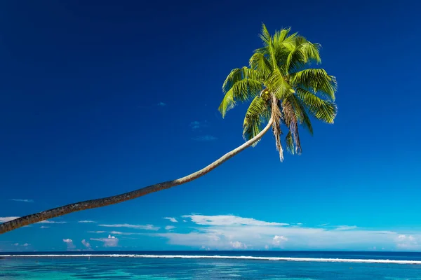 Samoa Adası Nın Güneyinde Hindistan Cevizi Palmiyeleri Olan Tropik Bir — Stok fotoğraf