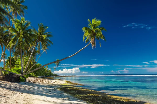 Trópusi Strand Samoa Sziget Déli Oldalán Kókuszpálmafákkal — Stock Fotó